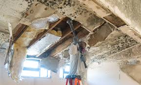 Why You Should Choose Our Mold Remediation Services in Wheat Ridge, CO